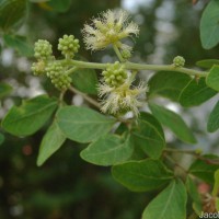 Pithecellobium dulce (Roxb.) Benth.